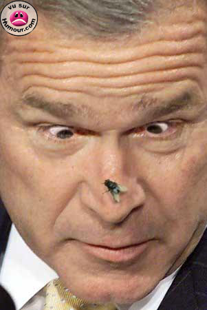 BushMoush